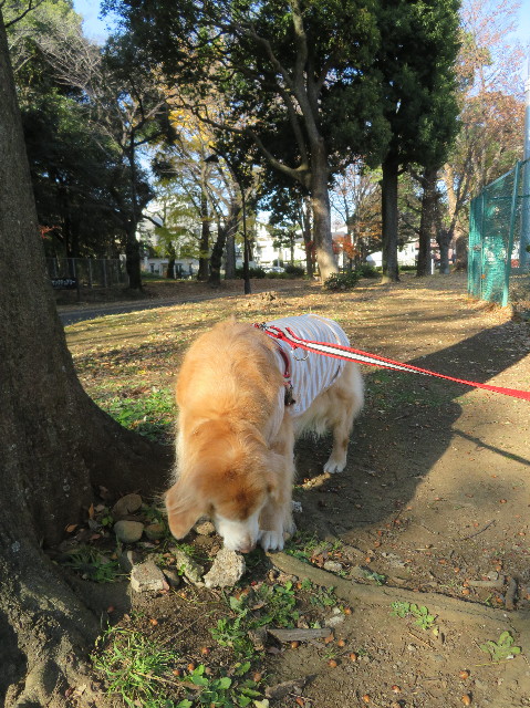 ファイル 6032-1.jpg