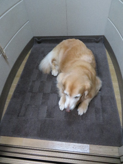 ファイル 6035-1.jpg