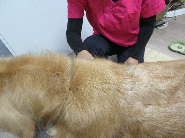 ファイル 6043-3.jpg