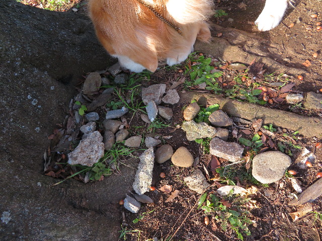 ファイル 6045-1.jpg