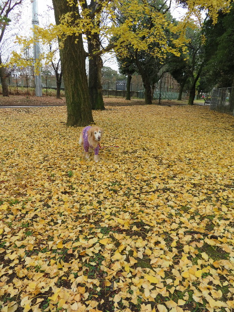 ファイル 6046-1.jpg