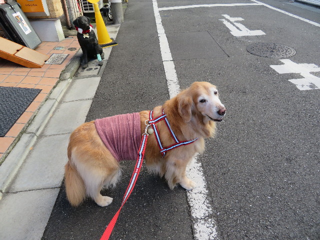 ファイル 6047-1.jpg