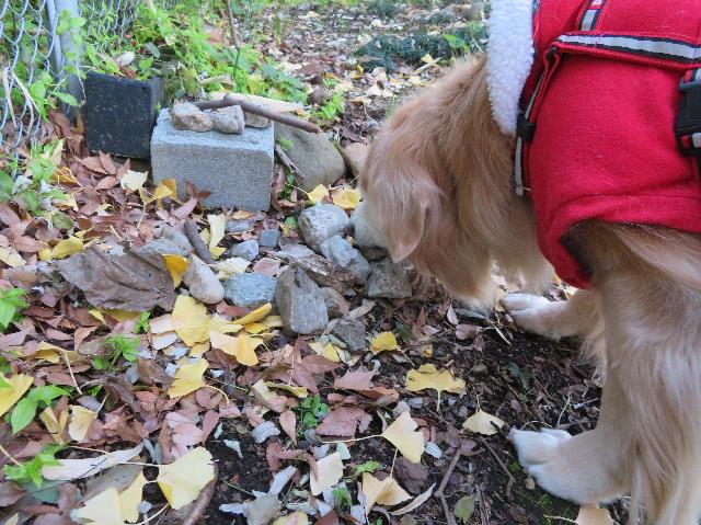 ファイル 6052-5.jpg