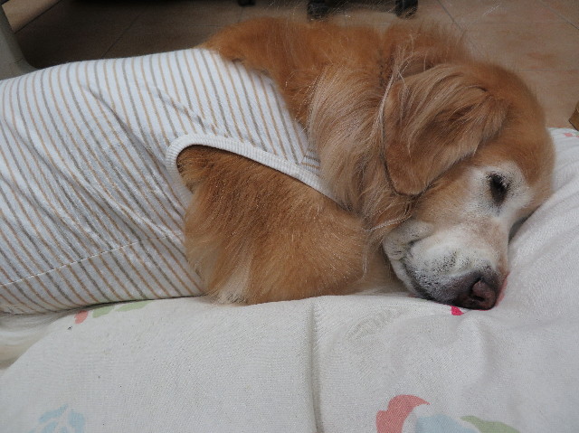 ファイル 6056-4.jpg