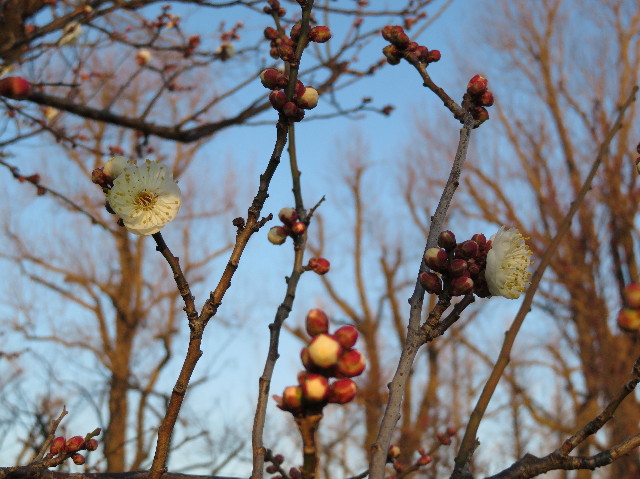 ファイル 6063-4.jpg