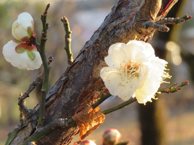 ファイル 6066-1.jpg