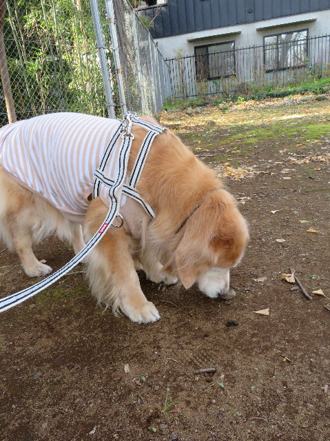 ファイル 6067-1.jpg