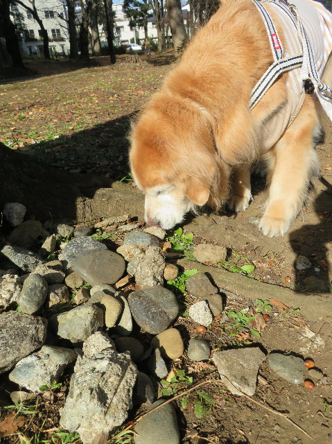 ファイル 6067-2.jpg