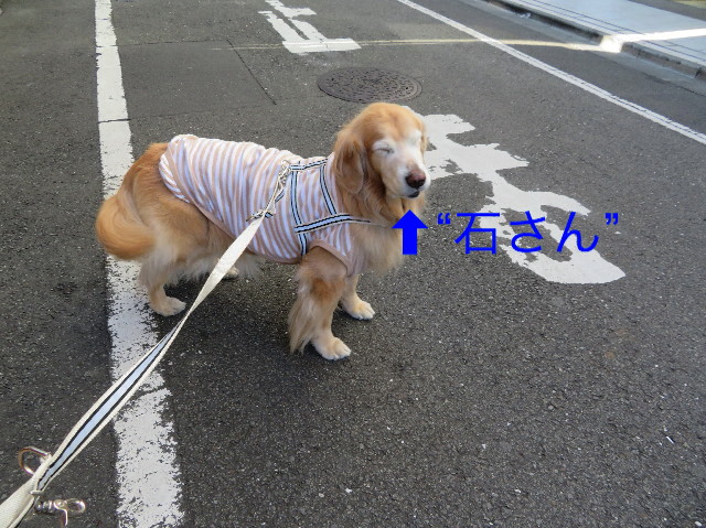 ファイル 6068-1.jpg