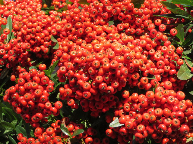 ファイル 6071-1.jpg