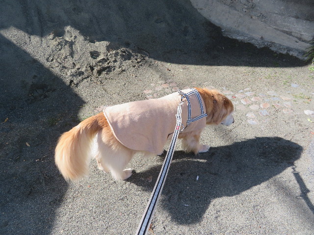 ファイル 6079-5.jpg