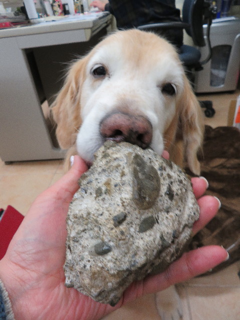 ファイル 6081-1.jpg