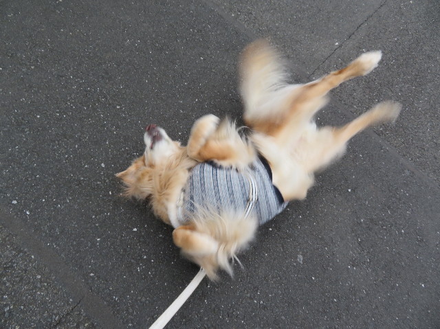 ファイル 6083-1.jpg