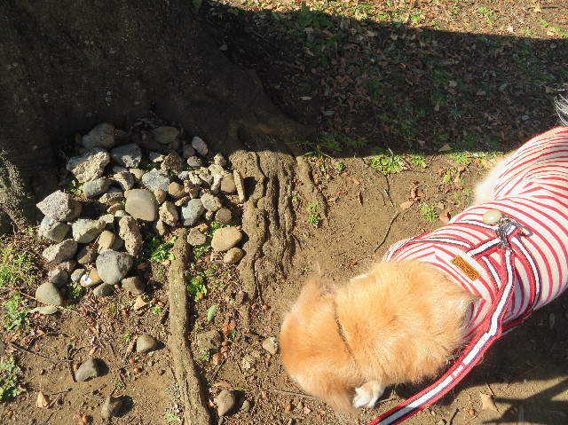 ファイル 6085-3.jpg