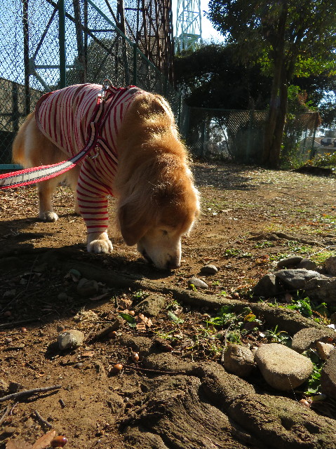 ファイル 6085-4.jpg