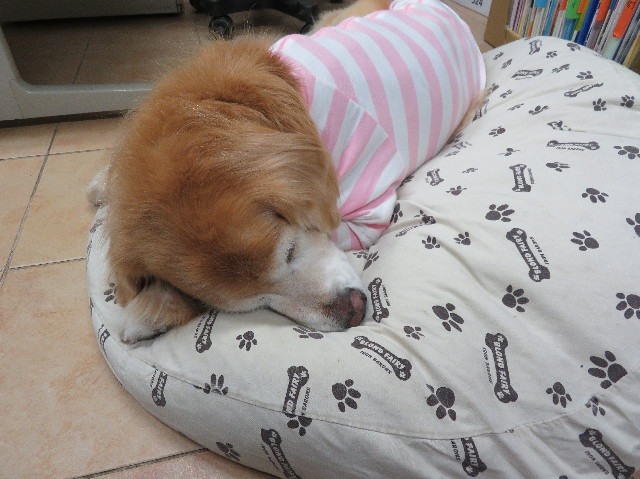 ファイル 6091-1.jpg