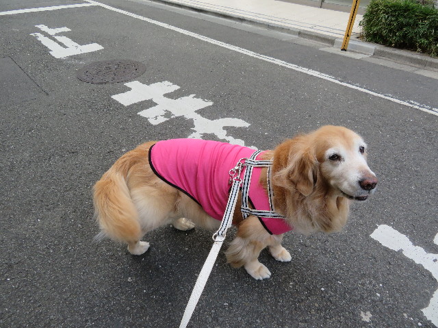 ファイル 6093-1.jpg