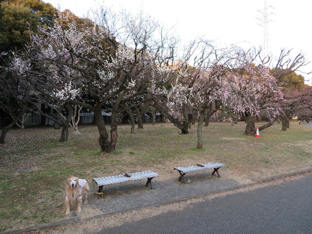 ファイル 6096-1.jpg