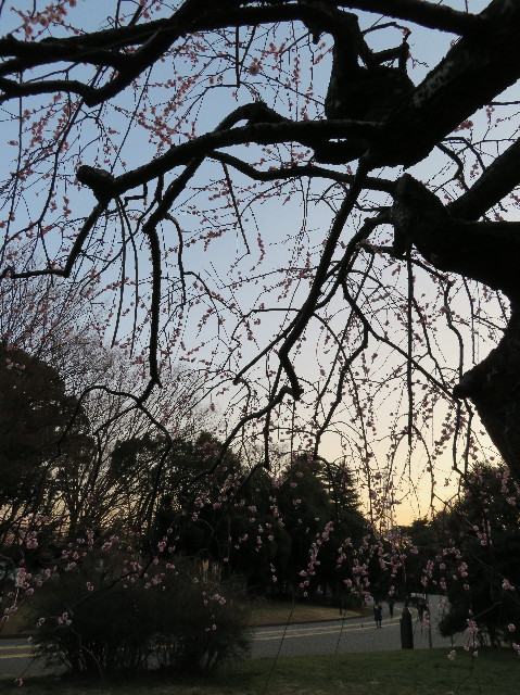 ファイル 6096-5.jpg