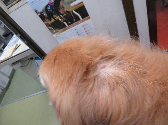 ファイル 6108-2.jpg