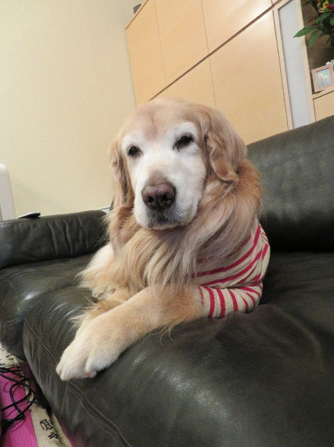 ファイル 6113-4.jpg