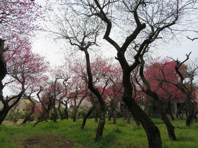 ファイル 6114-2.jpg