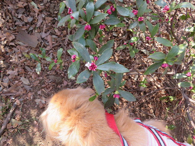 ファイル 6114-3.jpg