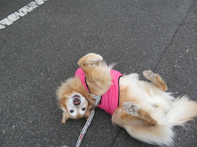 ファイル 6118-1.jpg