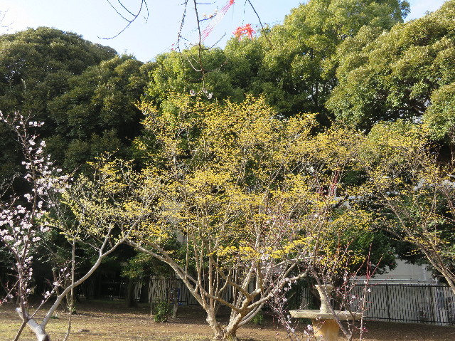 ファイル 6120-4.jpg