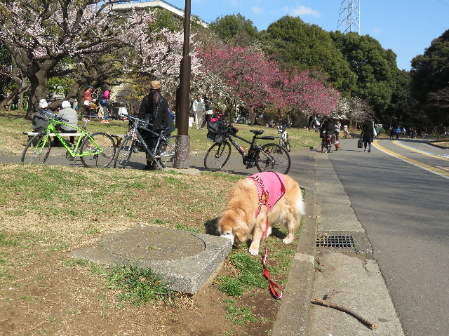 ファイル 6122-1.jpg