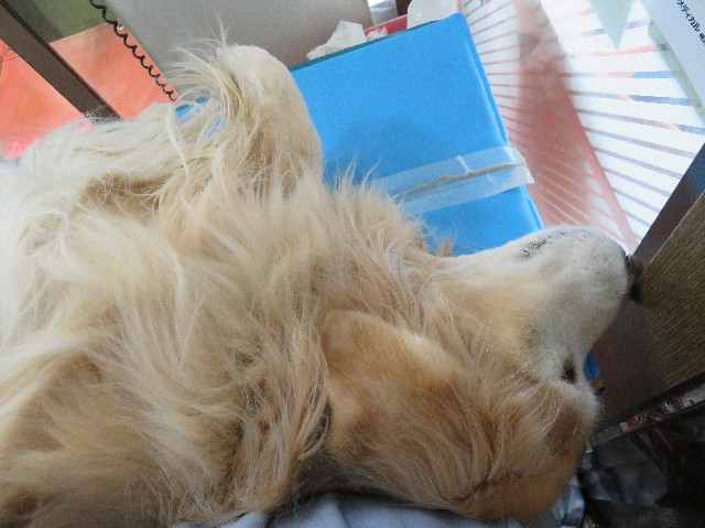 ファイル 6125-1.jpg