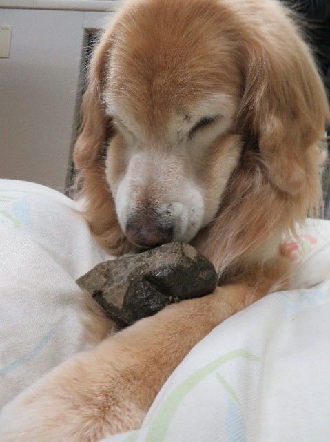 ファイル 6126-3.jpg