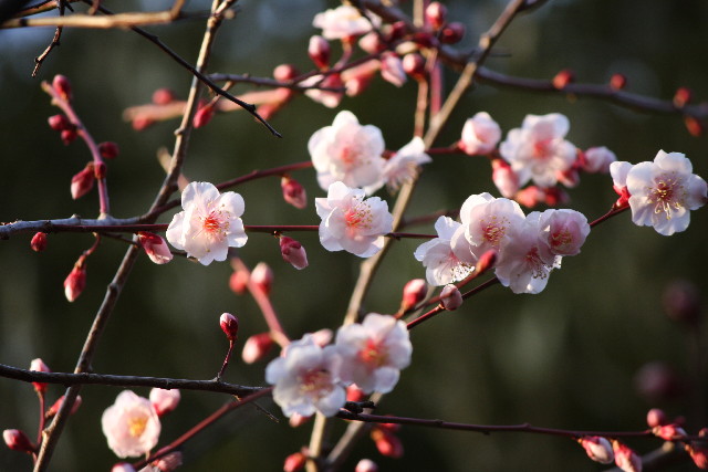 ファイル 613-2.jpg