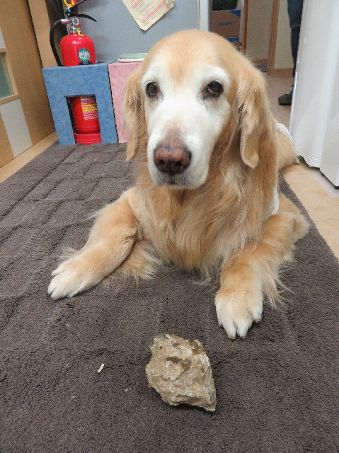 ファイル 6136-3.jpg