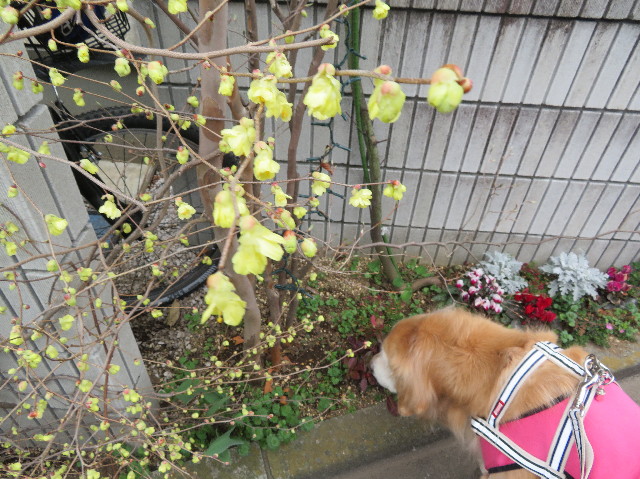 ファイル 6141-1.jpg