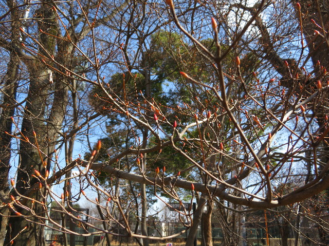 ファイル 6145-5.jpg