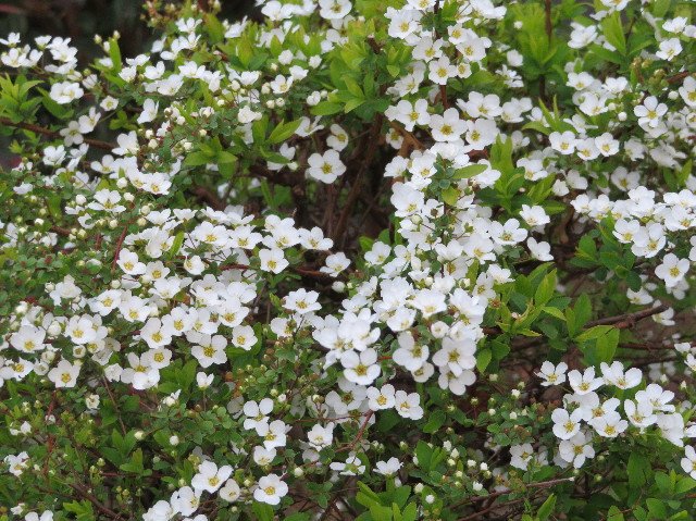 ファイル 6147-4.jpg