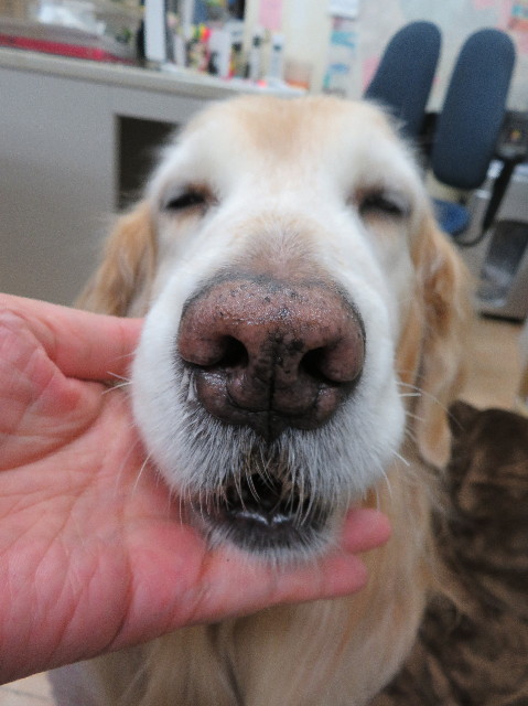 ファイル 6149-1.jpg