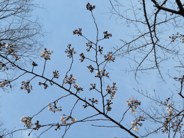 ファイル 6158-1.jpg