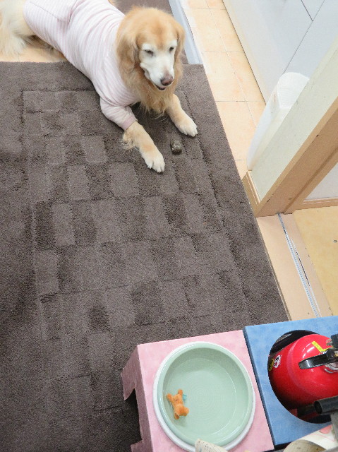 ファイル 6159-5.jpg