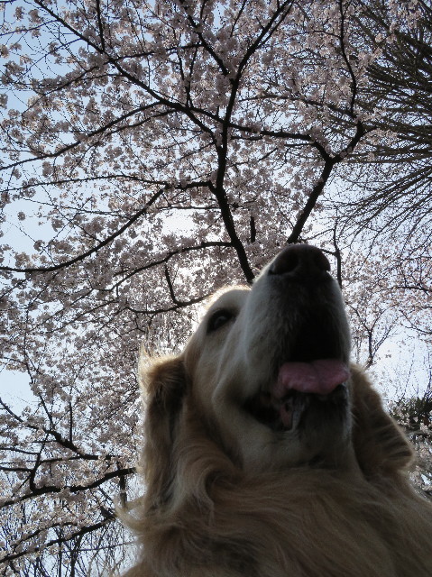 ファイル 6174-2.jpg