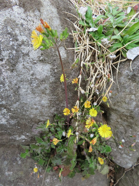 ファイル 6175-3.jpg