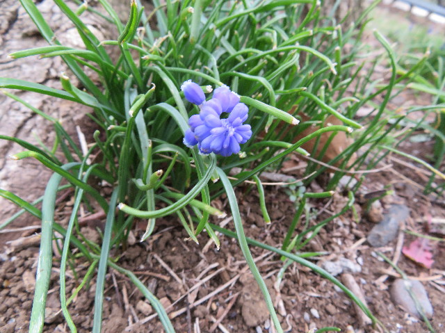 ファイル 6175-4.jpg