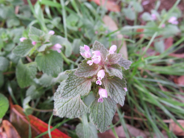 ファイル 6175-5.jpg