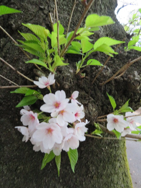 ファイル 6184-1.jpg