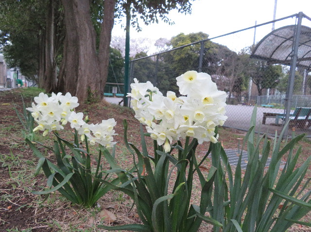 ファイル 6184-5.jpg