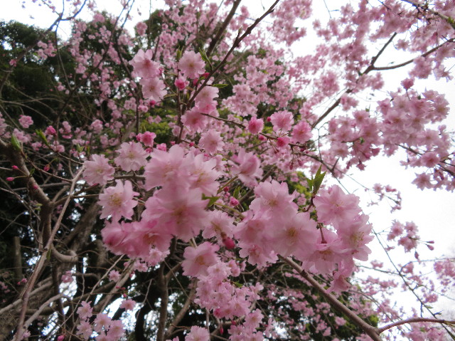 ファイル 6185-1.jpg