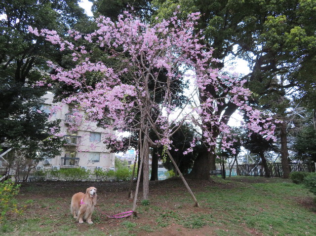 ファイル 6185-2.jpg