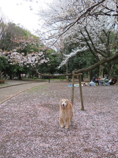 ファイル 6186-3.jpg