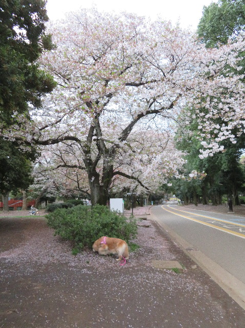 ファイル 6186-5.jpg